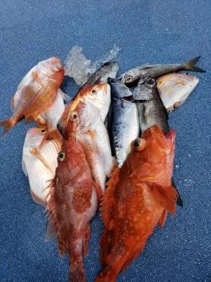2019年3月29日の釣果・お知らせの写真 4