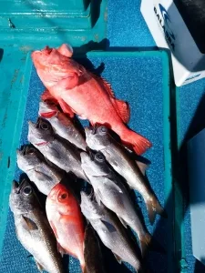 2017年2月27日の釣果・お知らせの写真 3