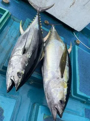 2026年10月9日の釣果・お知らせの写真 3