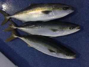 2017年5月5日の釣果・お知らせの写真 2