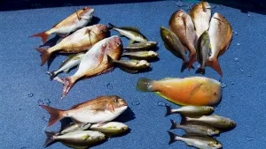 2017年4月11日の釣果・お知らせの写真