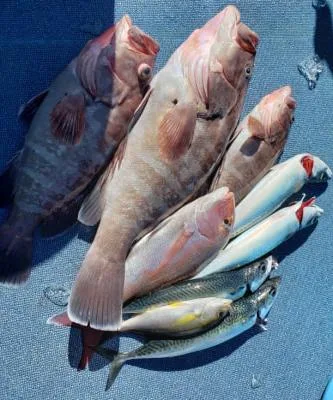 2020年1月6日の釣果・お知らせの写真 4