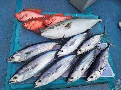 2026年4月19日の釣果・お知らせの写真 7