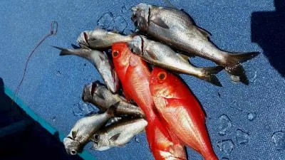 2018年5月4日の釣果・お知らせの写真 4