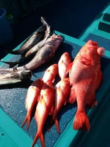 2017年4月23日の釣果・お知らせの写真 4
