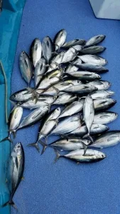 2016年9月5日の釣果・お知らせの写真 6