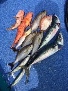 2016年5月7日の釣果・お知らせの写真 2