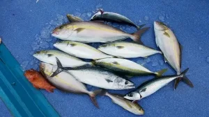 2016年9月23日の釣果・お知らせの写真