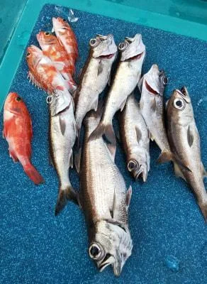 2019年6月23日の釣果・お知らせの写真 5