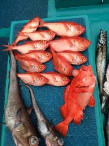 2017年5月16日の釣果・お知らせの写真 2