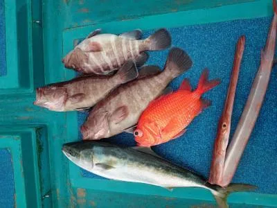 2021年11月7日の釣果・お知らせの写真 4