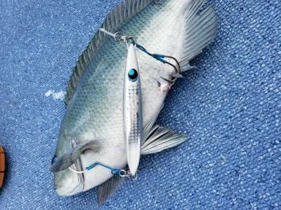2020年3月22日の釣果・お知らせの写真 3