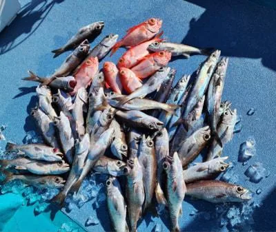2024年1月17日の釣果・お知らせの写真 2