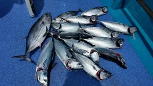 2016年8月18日の釣果・お知らせの写真 7