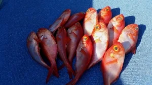 2017年5月19日の釣果・お知らせの写真 5