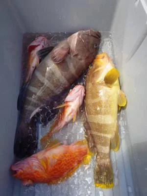 2024年9月13日の釣果・お知らせの写真 1