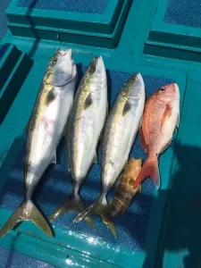 2016年5月2日の釣果・お知らせの写真 6