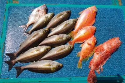 2023年4月13日の釣果・お知らせの写真 6