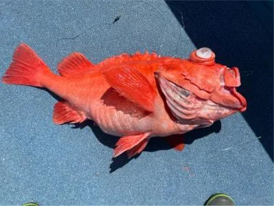 2021年9月20日の釣果・お知らせの写真 5