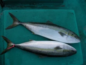 2011年2月16日の釣果・お知らせの写真 3