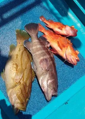 2023年5月3日の釣果・お知らせの写真 2