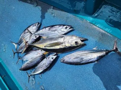 2023年7月10日の釣果・お知らせの写真 2