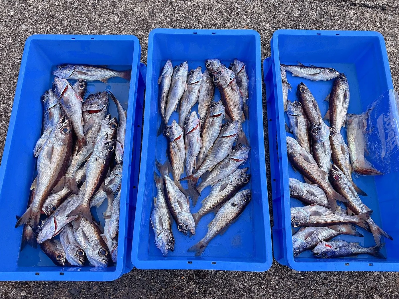 2026年02月12日掲載の釣行記録の写真 7