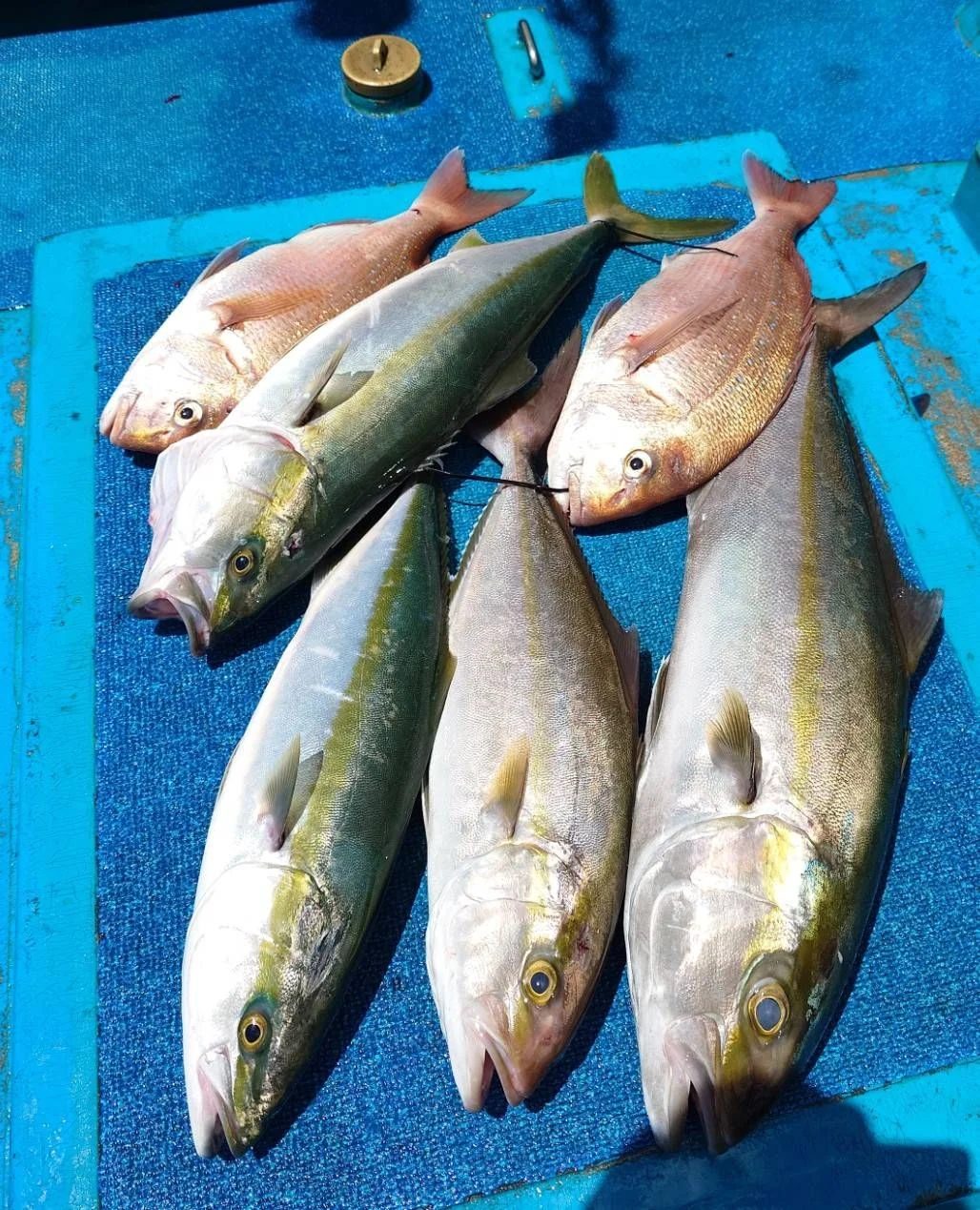 2025年07月28日掲載の釣行記録の写真