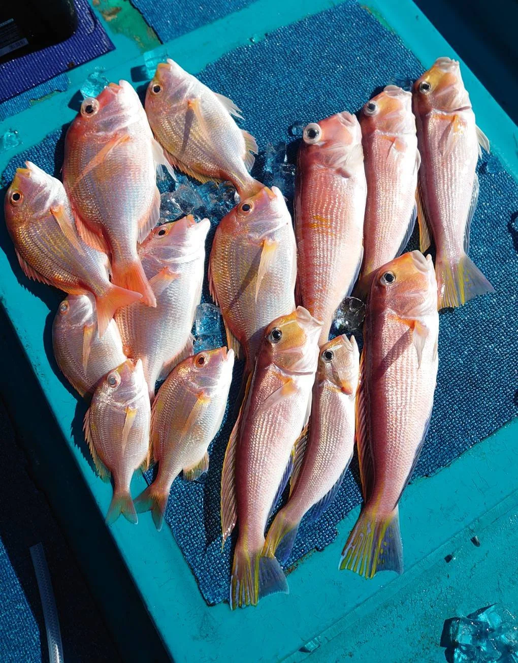 2024年03月03日掲載の釣行記録の写真