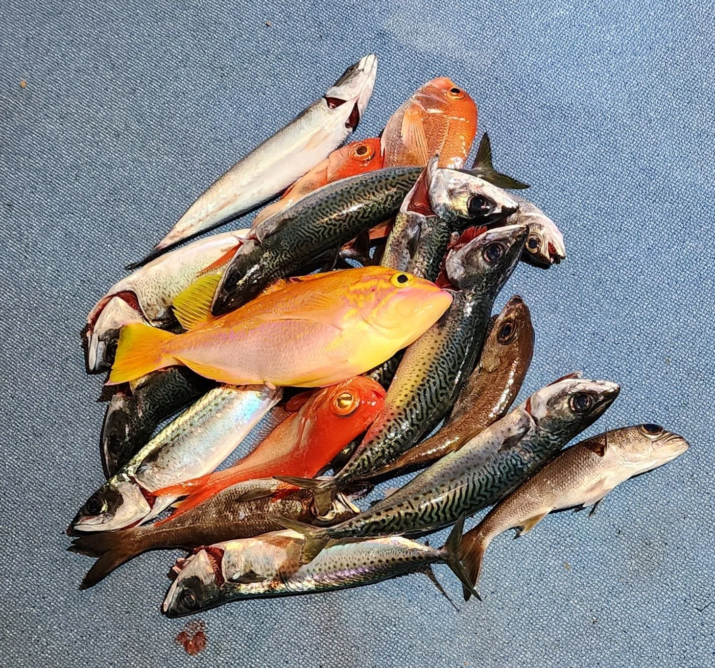 2025年03月29日掲載の釣行記録の写真
