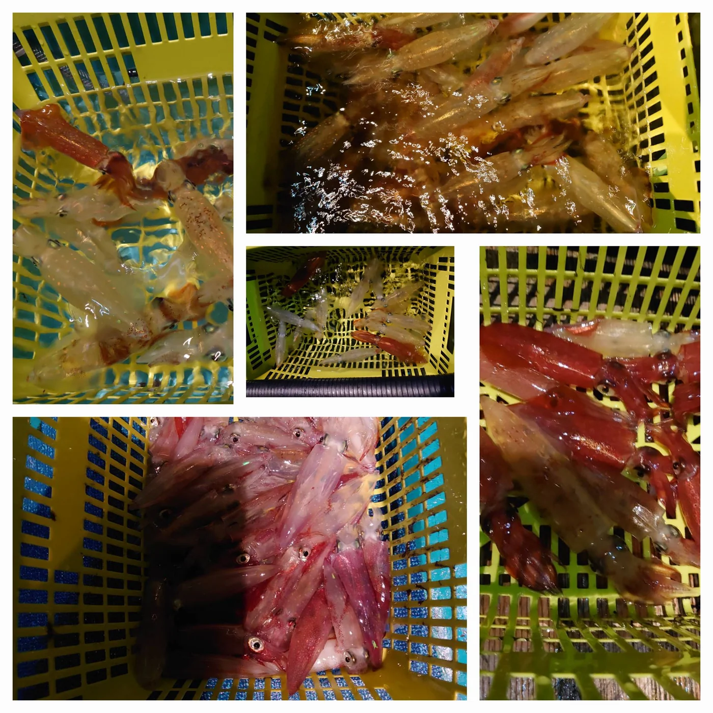 2024年06月08日掲載の釣行記録の写真