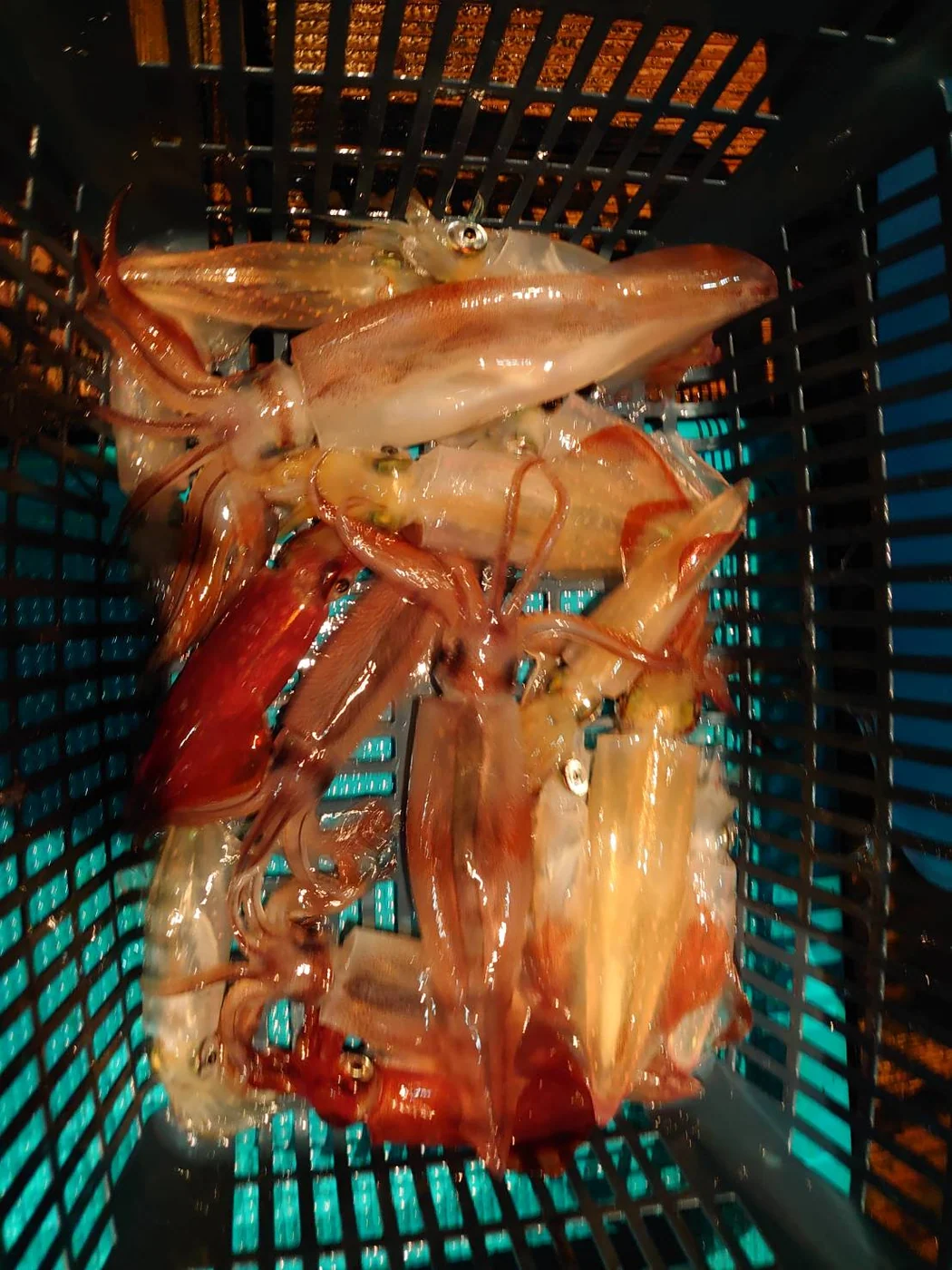 2024年06月23日掲載の釣行記録の写真 5