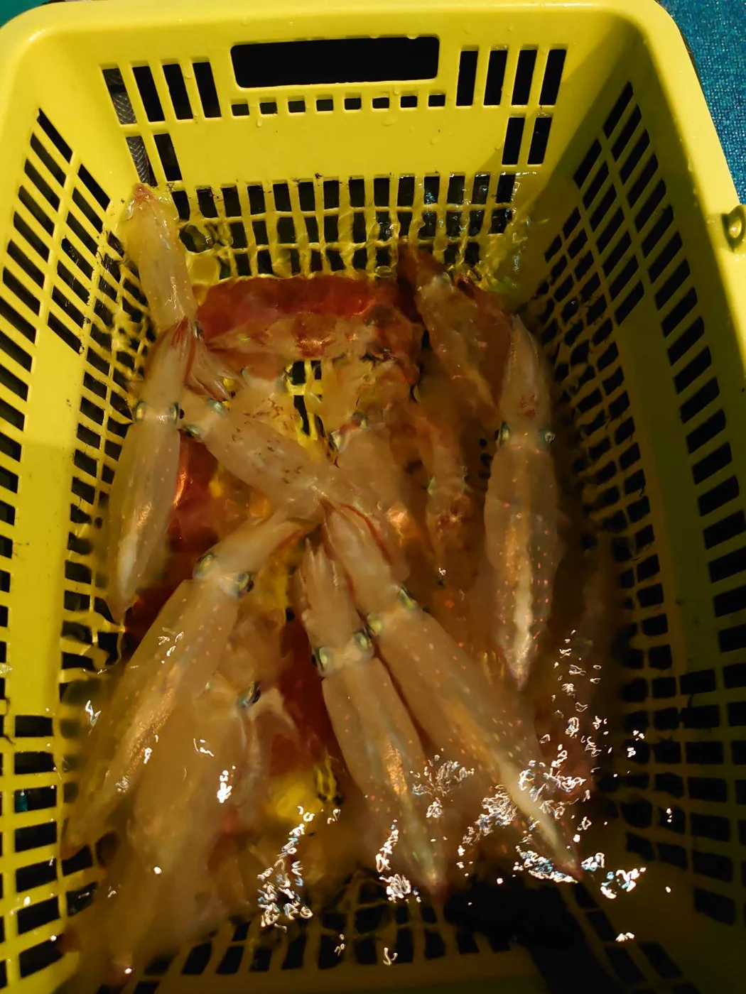 2024年06月12日掲載の釣行記録の写真